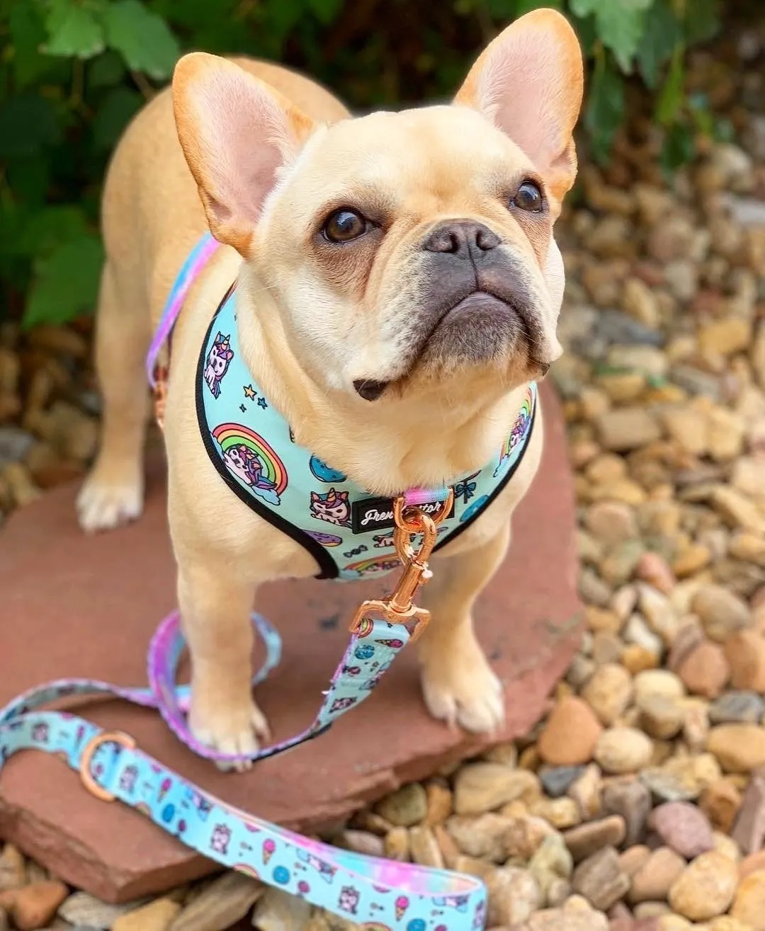 Frenchiestore Dog Luxury Leash | UniPup