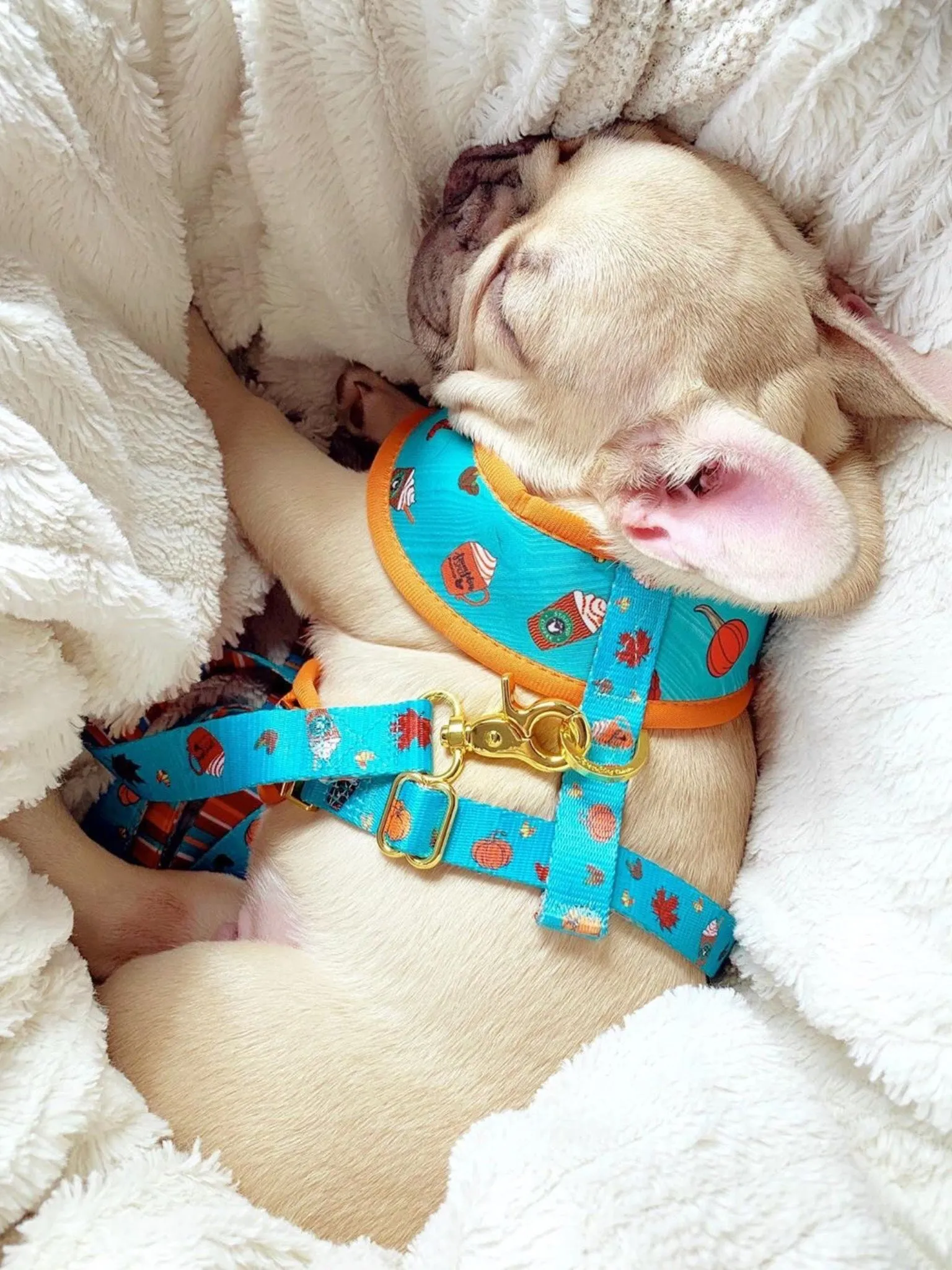 Frenchiestore Luxury Leash | Pumpkin Spice Pupcup