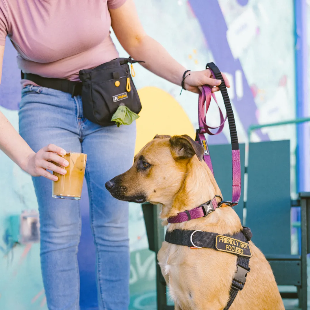 NEW Flagstaff Adjustable Spring Leash | Adjustable Bungee Leash