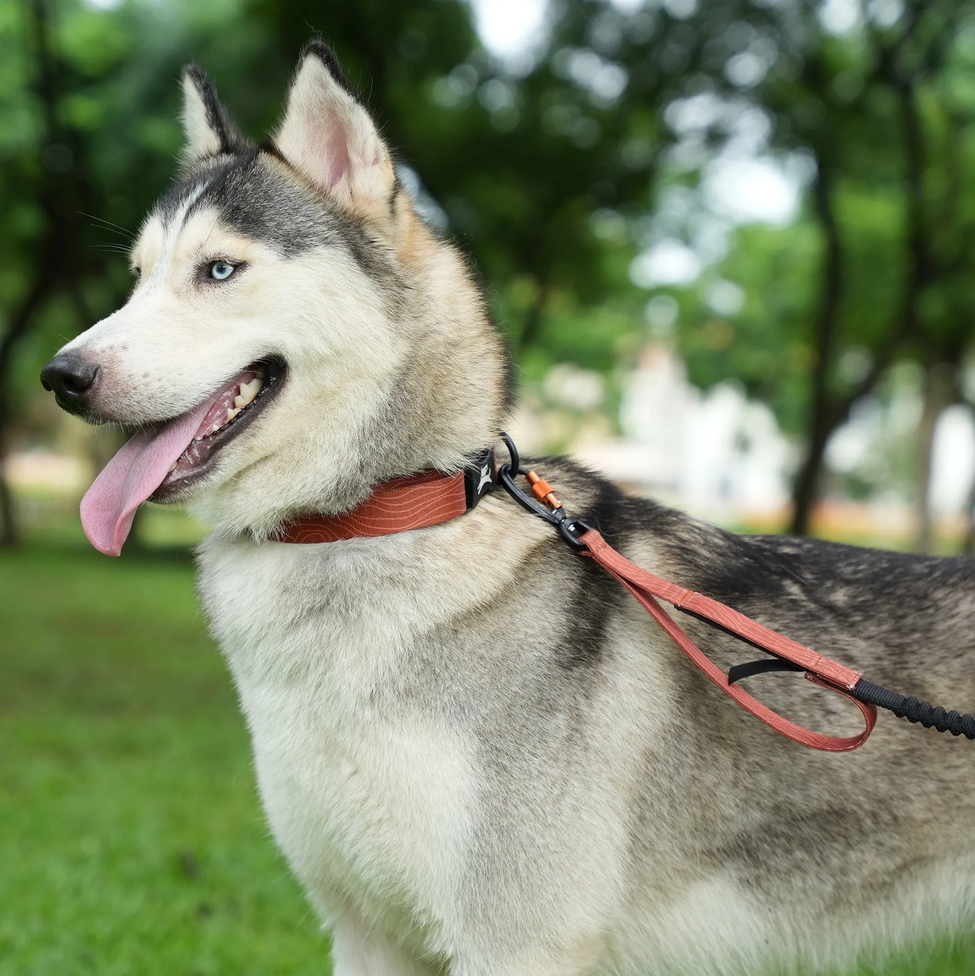 NEW Flagstaff Adjustable Spring Leash | Adjustable Bungee Leash