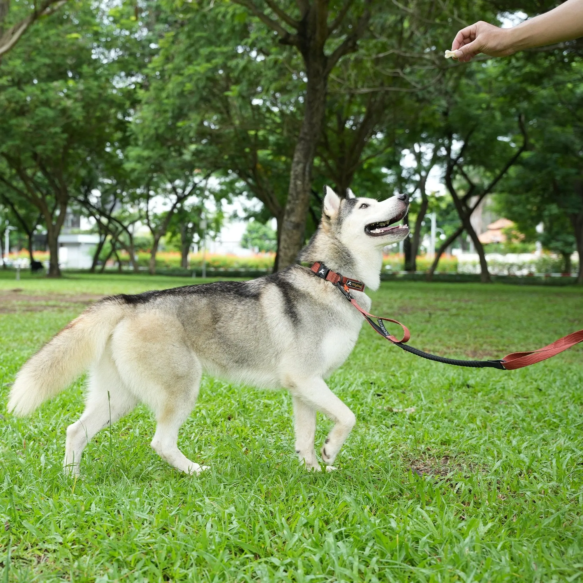 NEW Flagstaff Adjustable Spring Leash | Adjustable Bungee Leash